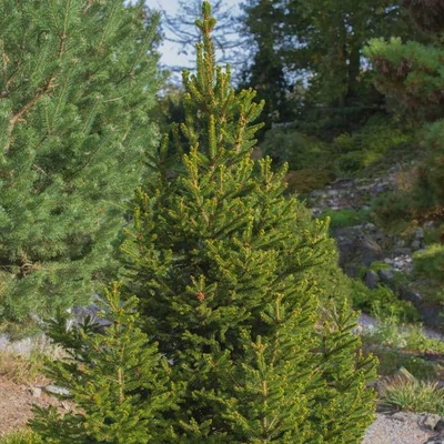 Picea glauca 'Perfecta'® – Cukorsüvegfenyő