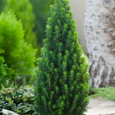 Picea glauca 'Piccolo' – Cukorsüvegfenyő