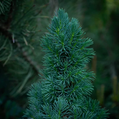 Picea glauca 'Sander's Blue' – Kék cukorsüvegfenyő