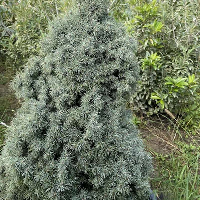 Picea glauca 'Sander's Blue' – Kék cukorsüvegfenyő