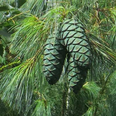 Pinus armandii – Kínai dió-selyemfenyő