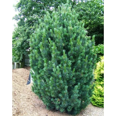 Pinus cembra 'Glauca' – Havasi cirbolyafenyő