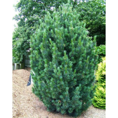 Pinus cembra 'Glauca' – Havasi cirbolyafenyő