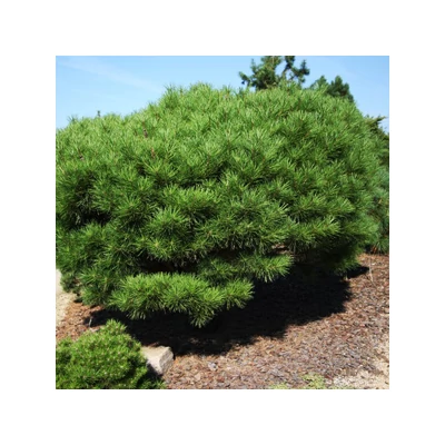 Pinus densiflora 'Alice Verkade' – Japán erdeifenyő