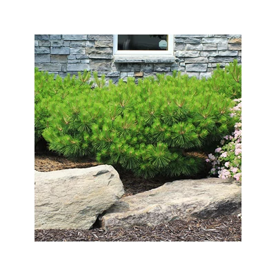 Pinus densiflora 'Jane Kluis' – Törpe japán erdeifenyő