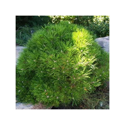 Pinus densiflora 'Low Glow' – Törpe japán erdeifenyő