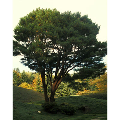 Pinus densiflora 'Umbraculifera' – Törpe vöröskérgű japán erdeifenyő
