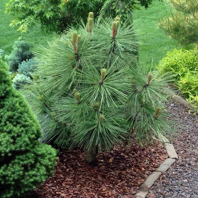 Pinus jeffreyi 'Joppi' – Nagytobozú sárgafenyő (törpe)