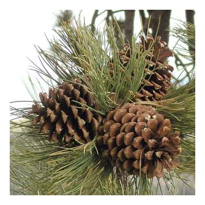 Pinus jeffreyi – Nagytobozú sárgafenyő