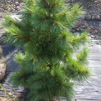 Pinus koraiensis 'Silver Lining' – Koreai selyemfenyő