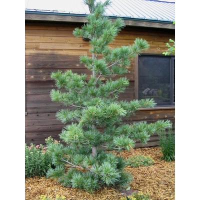 Pinus koraiensis 'Silveray' – Koreai selyemfenyő