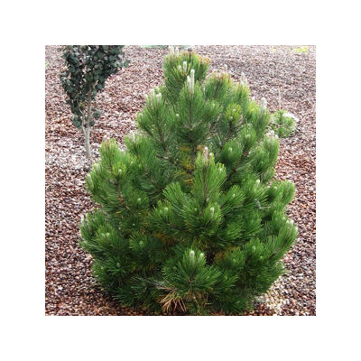 Pinus heldreichii (syn.: Pinus leucodermis) 'Compact Gem' – Törpe páncélfenyő