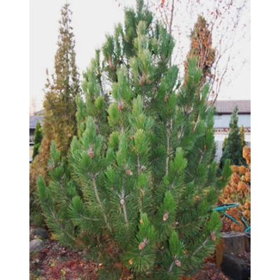 Pinus heldreichii (syn.: Pinus leucodermis) 'Horák' – Páncélfenyő