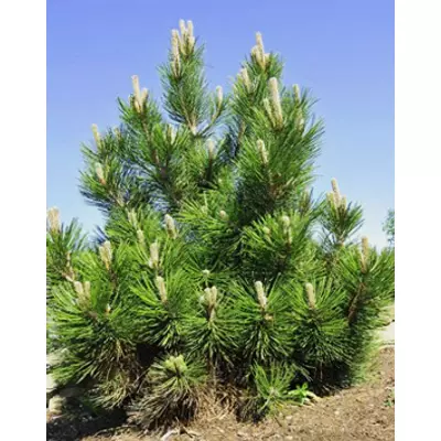 Pinus heldreichii (syn.: Pinus leucodermis) 'Satellit' – Páncélfenyő