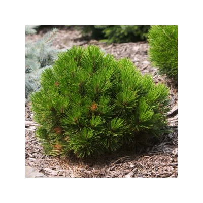 Pinus heldreichii (syn.: Pinus leucodermis) 'Schmidtii' – Törpe páncélfenyő