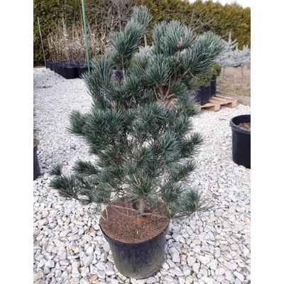 Pinus parviflora 'Blue Giant' – Japán selyemfenyő