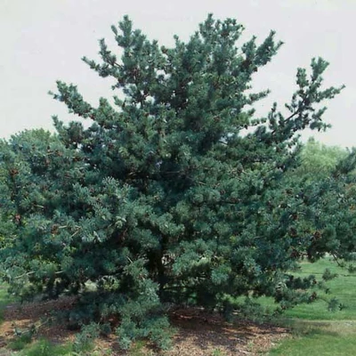 Pinus parviflora 'Glauca' – Japán selyemfenyő