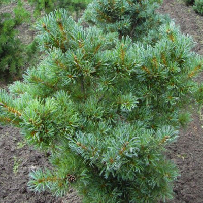 Pinus parviflora 'Schoon's Bonsai' – Japán selyemfenyő