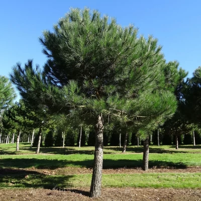 Pinus pinea – Mandulafenyő