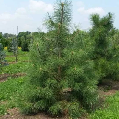 Pinus ponderosa – Amerikai sárgafenyő, gesztesfenyő