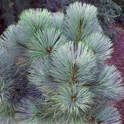 Pinus ponderosa 'Dusty Blue' – Amerikai sárgafenyő, gesztesfenyő