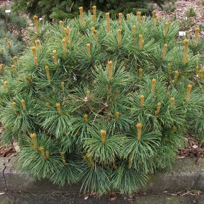 Pinus pumila 'Compacta' – Törpe cirbolyafenyő
