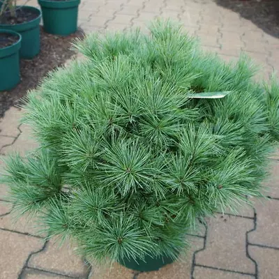 Pinus strobus 'Bergmann's Mini' – Selyemfenyő