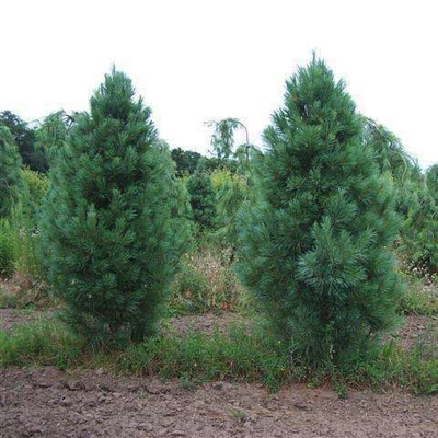 Pinus strobus 'Fastigiata' – Oszlopos selyemfenyő