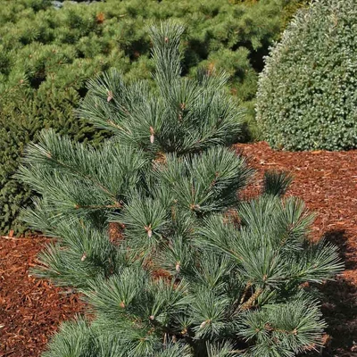 Pinus strobus 'Macopin' – Selyemfenyő