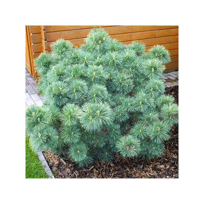 Pinus strobus 'Nana' – Törpe simafenyő, selyemfenyő