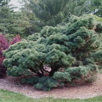 Pinus strobus 'Secrest' – Selyemfenyő