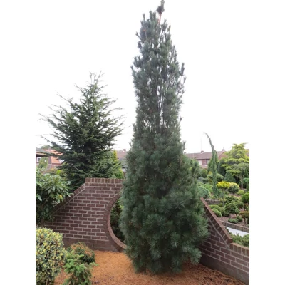 Pinus strobus 'Stowe Pillar' – Selyemfenyő