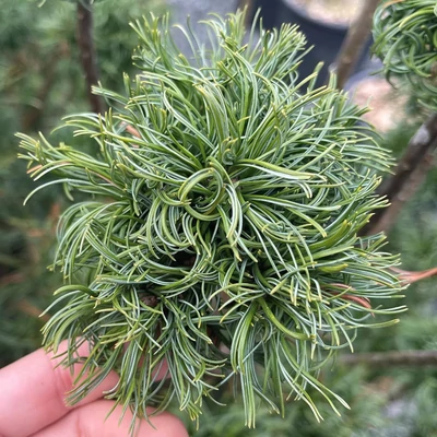 Pinus strobus 'Tiny Kurls' – Selyemfenyő