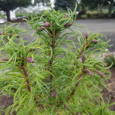 Pinus strobus 'Torulosa' – Selyemfenyő