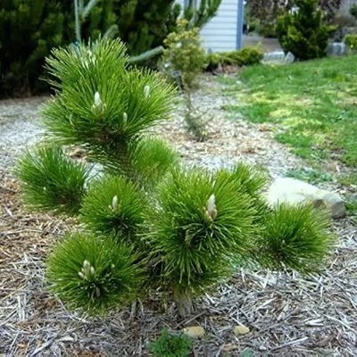 Pinus thunbergii 'Banshosho' – Japán feketefenyő