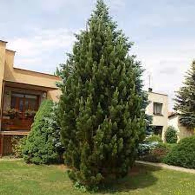 Pinus uncinata 'Pyramidata' – Kampósfenyő