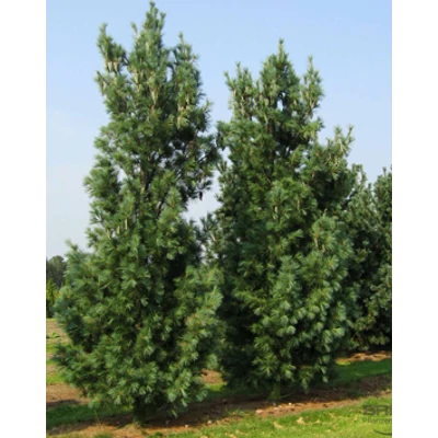 Pinus wallichiana 'Densa Hill' – Törpe himalájai selyemfenyő