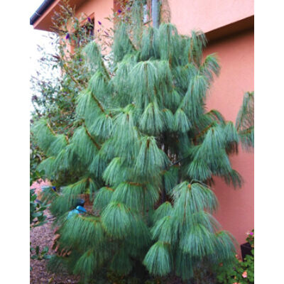 Pinus wallichiana – Himalájai selyemfenyő