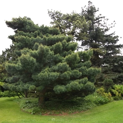 Pinus wallichiana 'Umbraculifera' – Himalájai selyemfenyő