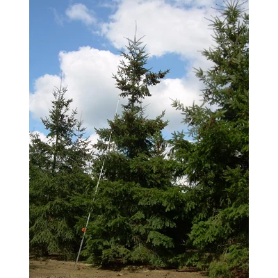 Pseudotsuga menziesii – Amerikai duglászfenyő