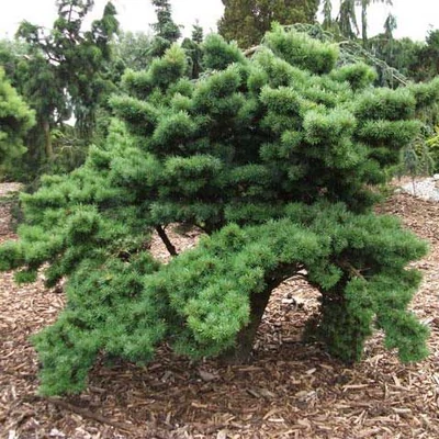 Pseudotsuga menziesii 'Pannenhoef' – Amerikai duglászfenyő
