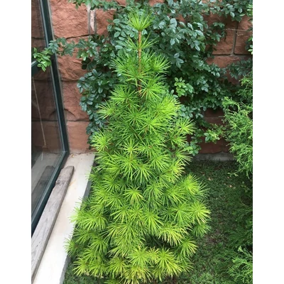 Sciadopitys verticillata 'Grüne Kugel' – Japán ernyőfenyő