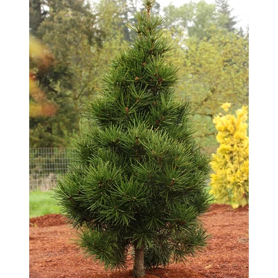 Sciadopitys verticillata 'Picola' – Japán ernyőfenyő