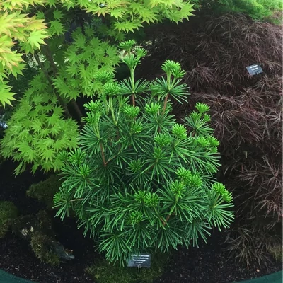 Sciadopitys verticillata 'Sternschnuppe' – Japán ernyőfenyő