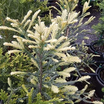 Sequoia sempervirens 'Adpressa' – Tengerparti mamutfenyő