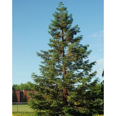 Sequoia sempervirens – Tengerparti mamutfenyő