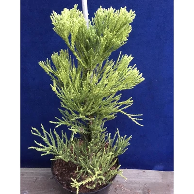 Sequoiadendron giganteum 'Magical Mystery' – Óriás mamutfenyő