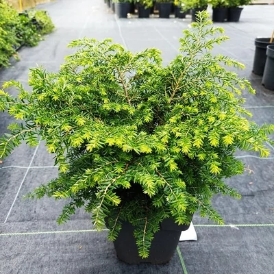 Tsuga canadensis 'Green Globe' – Kanadai hemlokfenyő