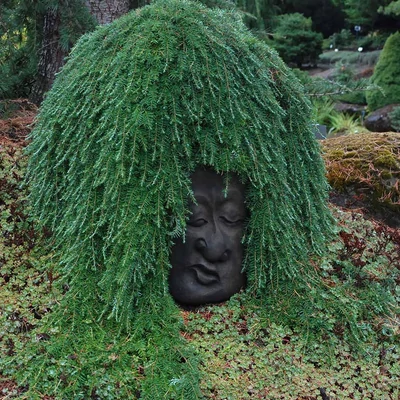 Tsuga heterophylla 'Thorssen's Weeper' – Nyugati hemlokfenyő