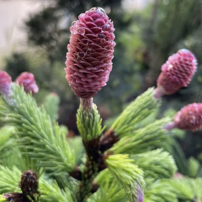 Picea abies 'Acrocona' – Tobozluc